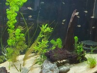 Filament barb fry collection only from EX18 7NJ