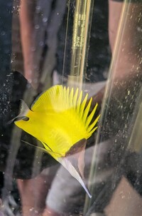 Longnose butterfly fish £50