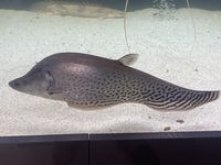 Royal knife fish