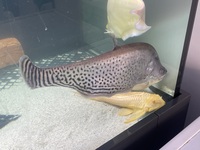 Royal knife fish