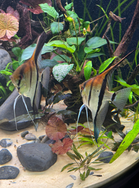 Manacapuru Angels 1 year old adults plus a blue Eimekei