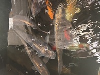 Free Koi tench goldfish carp mirror ghost