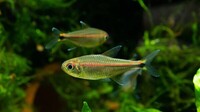 Corydoras Boesemani, Dicrossus Filamentous & undescribed Tetra