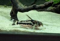 Corydoras Boesemani, Dicrossus Filamentous & undescribed Tetra