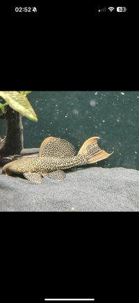 L600 - Leopard Cactus Pleco £160