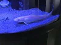 White Hemibagrus Nemurus.