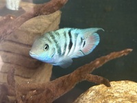 True Honduran Red Point young