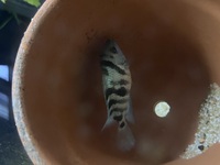 True Honduran Red Point young