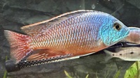 Male malawi for sale