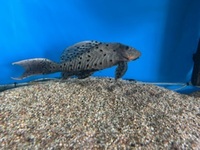 L095 wild caught 14 inch orange cheek pinecone pleco