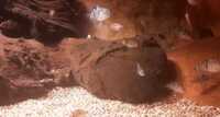 FRY ONLY FREE ......Polar blue cichlids