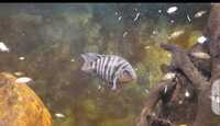 FRY ONLY FREE ......Polar blue cichlids
