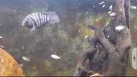 FRY ONLY FREE ......Polar blue cichlids