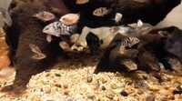 FRY ONLY FREE ......Polar blue cichlids