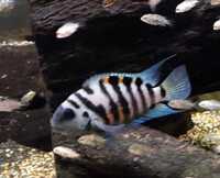 FRY ONLY FREE ......Polar blue cichlids