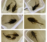 10 x L519 plecos range of sizes from 1 inch to 2.5 inch