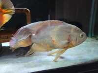 Longfin white albino oscar