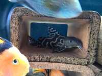 Synodontys ornatipinnis catfish