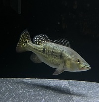 7/8 inch spider Kelberi