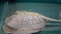 Albino pearl stingray trio