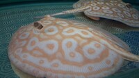 Albino pearl stingray trio