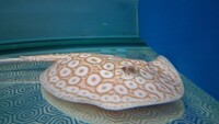 Albino pearl stingray trio