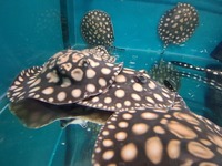 SWC Gene Hybrids Sgingrays