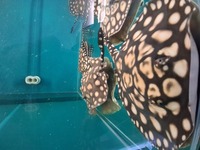 SWC Gene Hybrids Sgingrays