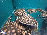 SWC Gene Hybrids Sgingrays