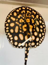 Black diamond Hybrid stingrays pair