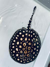 Black diamond Hybrid stingrays pair