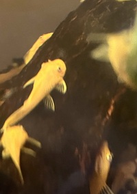 Lemon blue eye bristlenose plecos  L144 