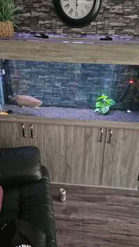 5ft fish tank mint with large arowanna 2 filters led light , uv light £750
