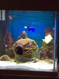 yellow tang, blue tang, clown, false gamma