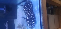 Pair of Austrian bd rays