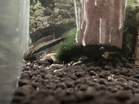 Rare Apistogramma Abacaxis sexed pair for sale