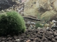 Rare Apistogramma Abacaxis sexed pair for sale