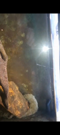 Two Juwel tanks