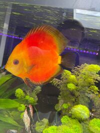 High quality discus for sale 5 inch