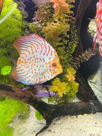 High quality discus for sale 5 inch