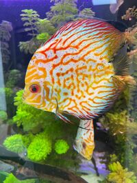 High quality discus for sale 5 inch