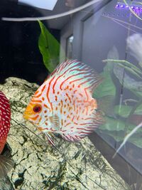 High quality discus for sale 5 inch