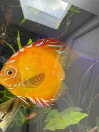 High quality discus for sale 5 inch