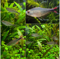 Phoenix Teras