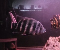 Tilapia Buttikoferi