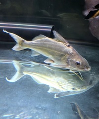 2 Four lined Pimelodus Catfish