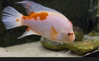 Midas 10" £60