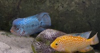 King Kamfa Flowerhorn about 8-9" £150