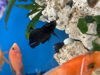 Lake Tanganyika Cichlids for sale