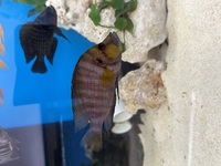 Lake Tanganyika Cichlids for sale